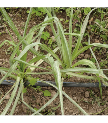 Salsifí blanc (Tragopogon porrifolius)