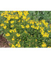 Planter: Violera vella de flor groga