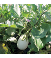 Planter: Albergínia blanca