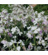 Violera de flor simple blanca (Matthiola incana)